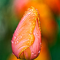 Buy canvas prints of Peach and Orange Tulip in the Spring by Robert M. Vera