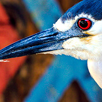 Buy canvas prints of Black-crowned Night Heron - Nycticorax nycticorax by Robert M. Vera