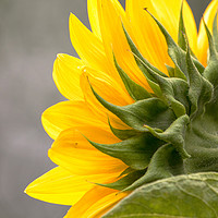 Buy canvas prints of Sunflower in Spring by Robert M. Vera