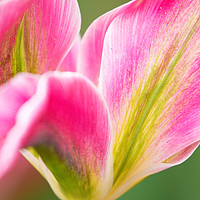 Buy canvas prints of Pink Yellow and Green Tulips in the Spring by Robert M. Vera