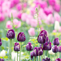 Buy canvas prints of Purple Tulips in the Spring with Pink Tulips in th by Robert M. Vera