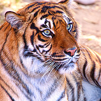 Buy canvas prints of Portrait of a Sumatran Tiger - Panthera tigris sum by Robert M. Vera