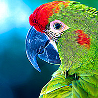 Buy canvas prints of Red-fronted Macaw by Robert M. Vera