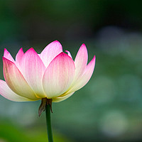 Buy canvas prints of Lotus Flower by Robert M. Vera