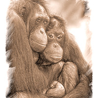 Buy canvas prints of Orangutan Sisters by Robert M. Vera