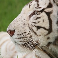 Buy canvas prints of Rare relaxing white tiger by Mike Rogers