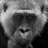 Buy canvas prints of Wise old gorilla    by Mike Rogers