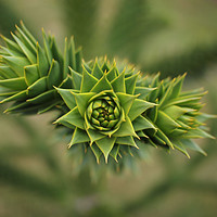 Buy canvas prints of Monkey puzzle tree - sharp!         by Mike Rogers