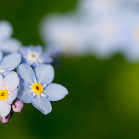 Buy canvas prints of Wood Forget-me-not by Maarten D'Haese