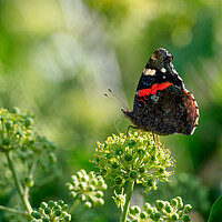 Buy canvas prints of Red Admiral Butterfly by Maarten D'Haese