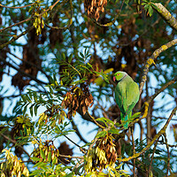 Buy canvas prints of Green parakeet resting in tree by Maarten D'Haese