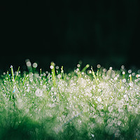Buy canvas prints of Spectacular grassy morning dew by James Merrick