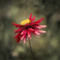 Buy canvas prints of Red Dahlia by Kevin Ford
