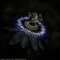 Buy canvas prints of Passion Flower by Kevin Ford