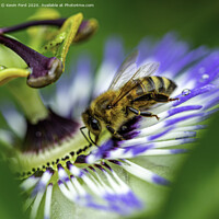 Buy canvas prints of Honey Bee and Passion Flower by Kevin Ford
