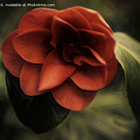 Buy canvas prints of Single Red Camelia by Kevin Ford