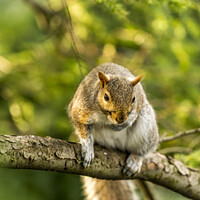 Buy canvas prints of Squirrel on a branch by Kevin Ford