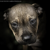Buy canvas prints of Staffordshire Bull Terrier Puppy by Kevin Ford