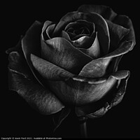 Buy canvas prints of Black Rose by Kevin Ford