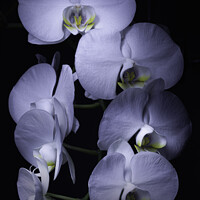 Buy canvas prints of White Orchids by Kevin Ford