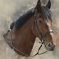 Buy canvas prints of Harvey the Horse by Keith Furness