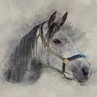 Buy canvas prints of Gray Horse by Keith Furness