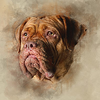 Buy canvas prints of Mastiff by Keith Furness