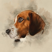 Buy canvas prints of Beagle by Keith Furness