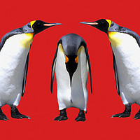 Buy canvas prints of Three Penguins by Keith Furness