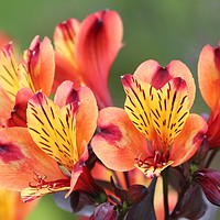 Buy canvas prints of Orange Peruviam lily by  