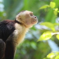 Buy canvas prints of Capuchin Monkey in the trees by  