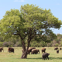 Buy canvas prints of Elephant safari Sri Lanka by  