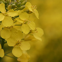 Buy canvas prints of Closeup of Mustard seed flowers by  