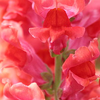 Buy canvas prints of Closeup of pink Snapdragon flower by  