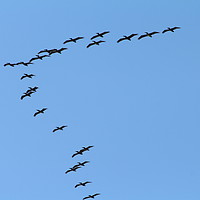 Buy canvas prints of Formation of pelicans by  