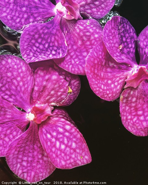 Pink Orchids Print by  
