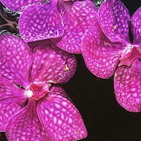 Buy canvas prints of Pink Orchids by  