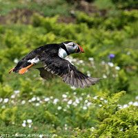 Buy canvas prints of Puffin in flight at Skomer Island by Glyn Evans