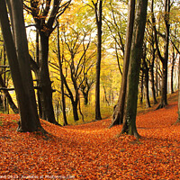 Buy canvas prints of Autumn colours in Fforest Fawr by Glyn Evans