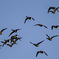 Buy canvas prints of Flight of Brent Geese by Graeme Hutson