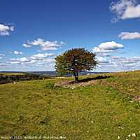 Buy canvas prints of Lone tree on the South Downs by Graeme Hutson