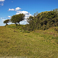 Buy canvas prints of Trees on a hillfort's ramparts by Graeme Hutson