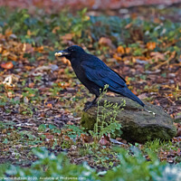 Buy canvas prints of Crow eating a peanut by Graeme Hutson
