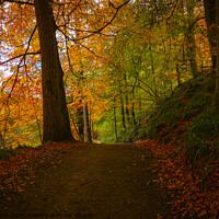 Buy canvas prints of Autumn Walk In The Woods by mark james