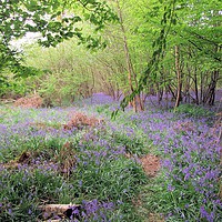 Buy canvas prints of Hidden Bluebell Wood by Kate Small