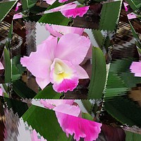 Buy canvas prints of Orchid by Kate Small