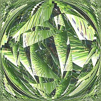 Buy canvas prints of Palm leaves by Kate Small