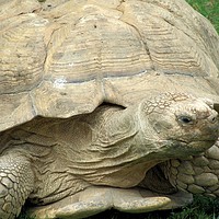 Buy canvas prints of Tortoise by Kate Small