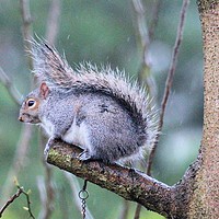 Buy canvas prints of Grey squirrel  by Kate Small