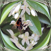 Buy canvas prints of Hello little bee, got any honey for me? by Kate Small